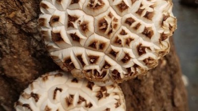 🍄 주말농장 버섯체험 후기! 핵이득 꿀팁 대방출 🍄