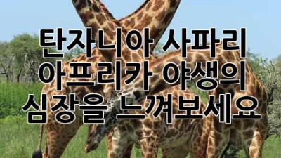 탄자니아 사파리: 아프리카 야생의 심장을 느껴보세요!